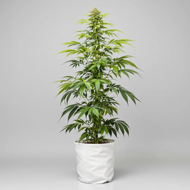 Diesel Duff feminized cannabis plant