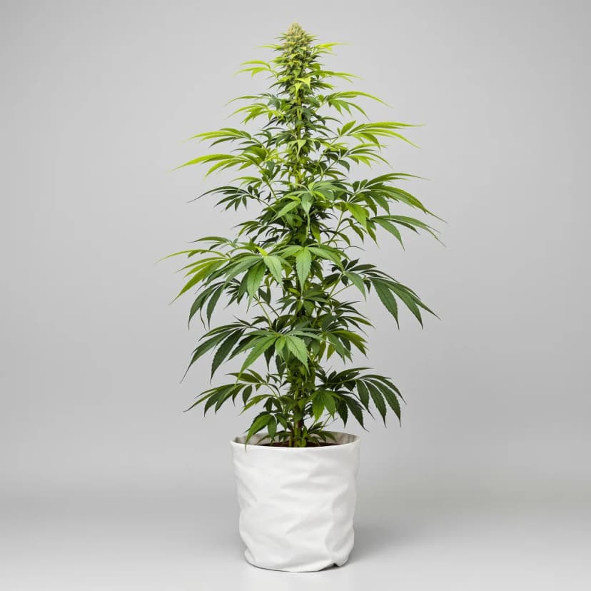 Diesel Duff feminized cannabis plant