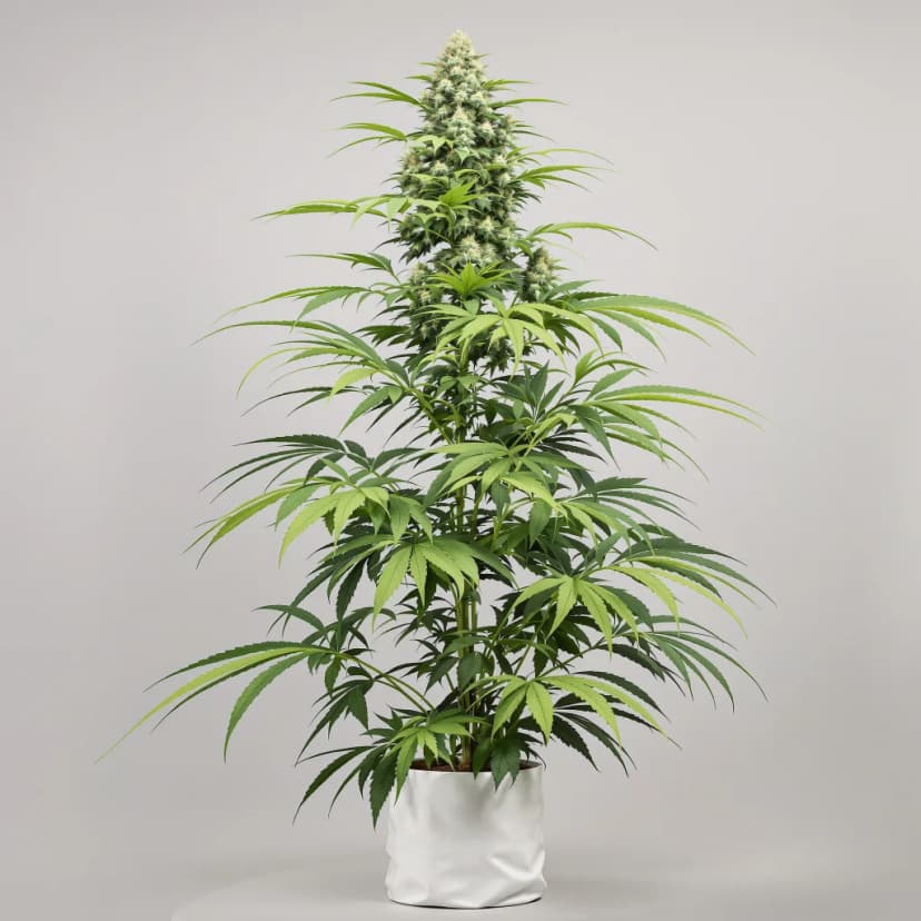 Diesel feminized cannabis plant