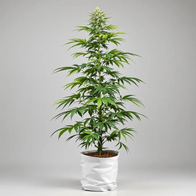 Diesel Power feminized cannabis plant