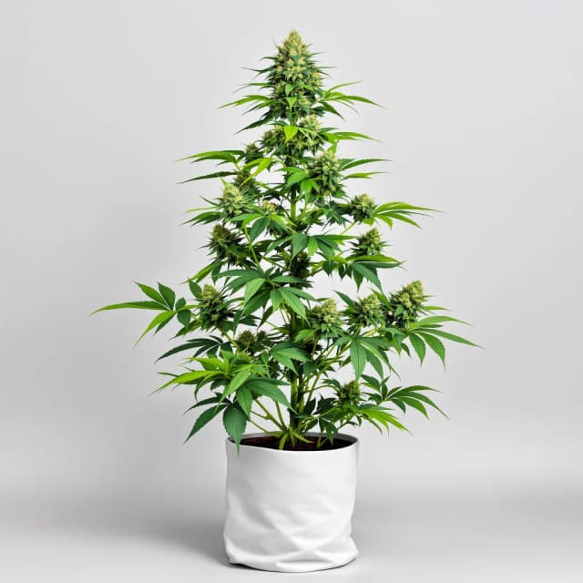 Digweed feminized cannabis plant