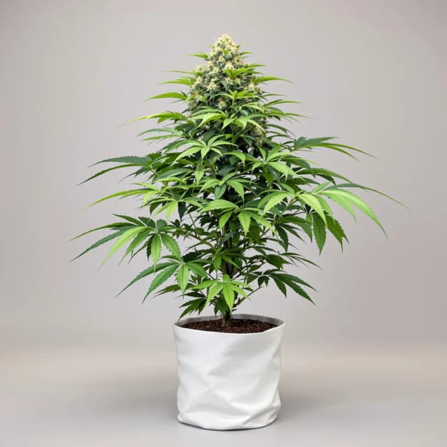 Dinachem cannabis seeds packaging, Royal King Seeds USA