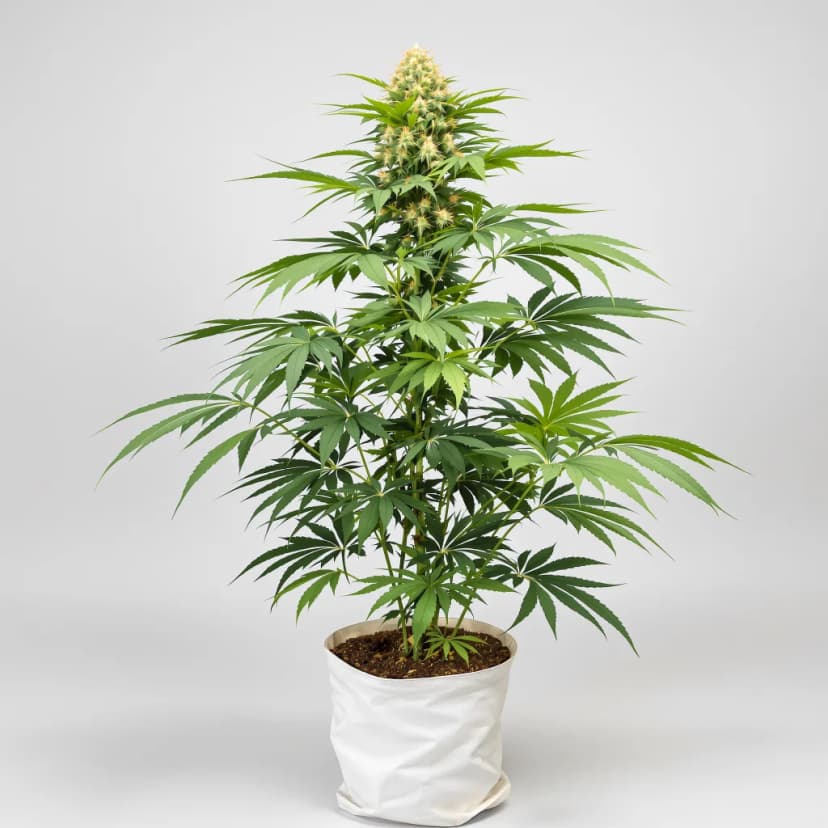 Dinachem feminized cannabis plant