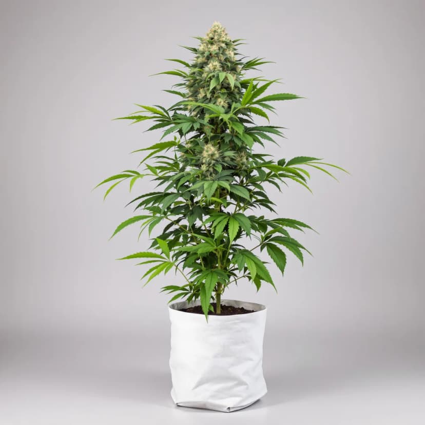 Disney Blue feminized cannabis plant