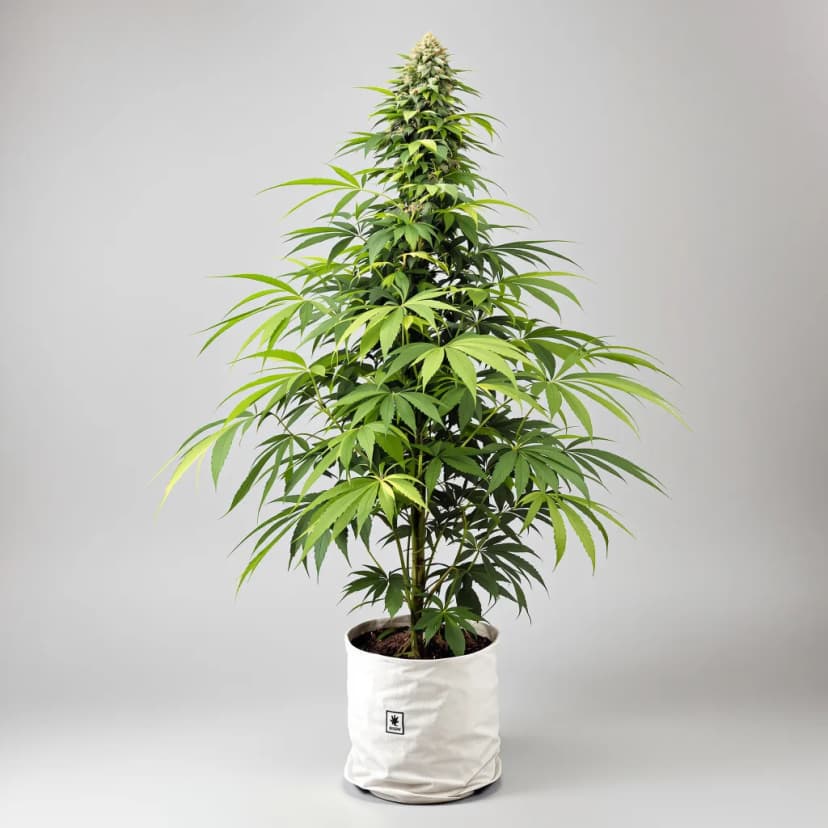 Dizzy OG autoflower cannabis plant
