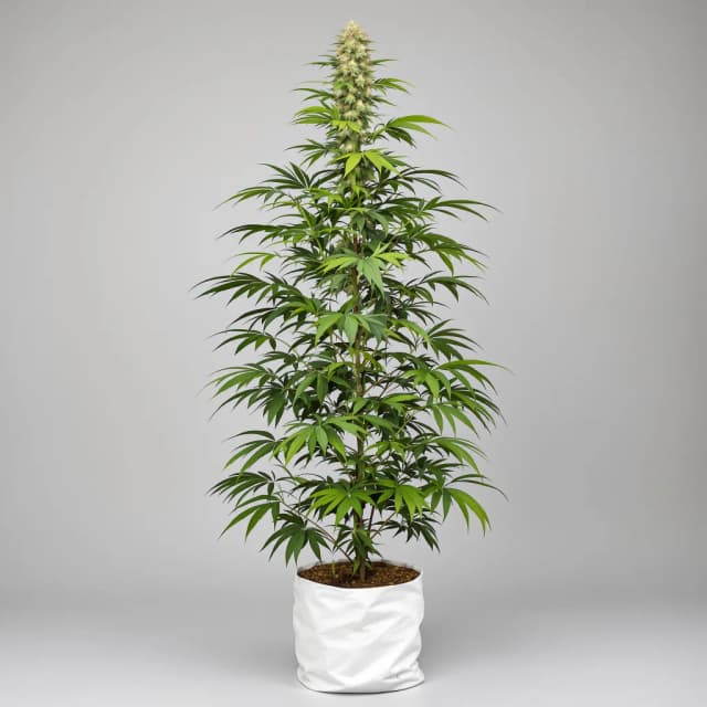 Dizzy OG feminized cannabis plant