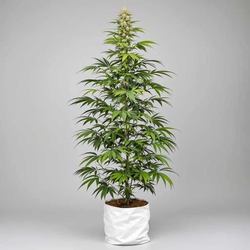 Dizzy OG feminized cannabis plant