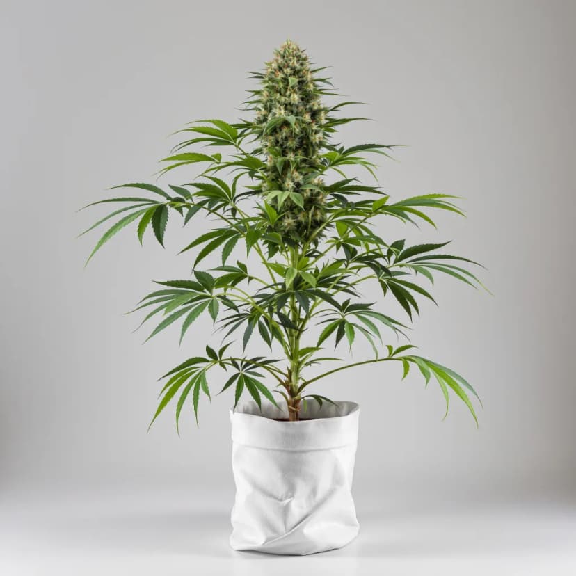 Dogwalker OG autoflower cannabis plant