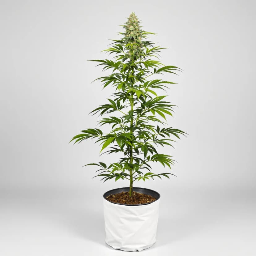 Donna OG feminized cannabis plant