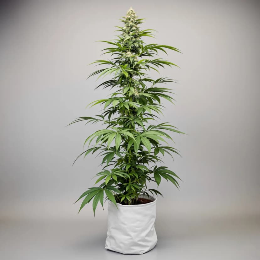 Doobiebird Daydream feminized cannabis plant