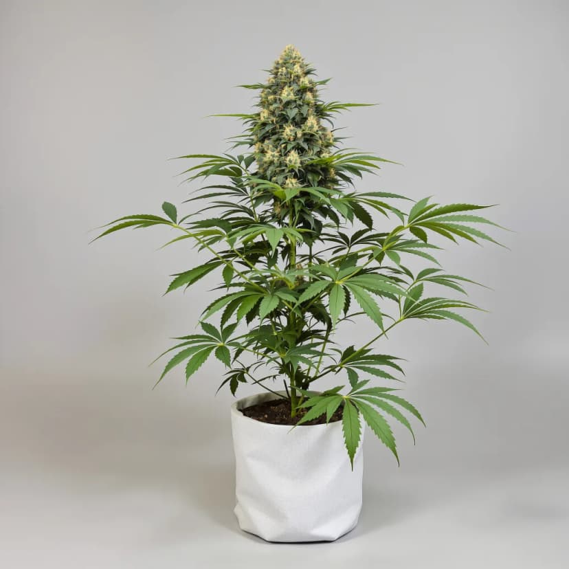 Dorit feminized cannabis plant