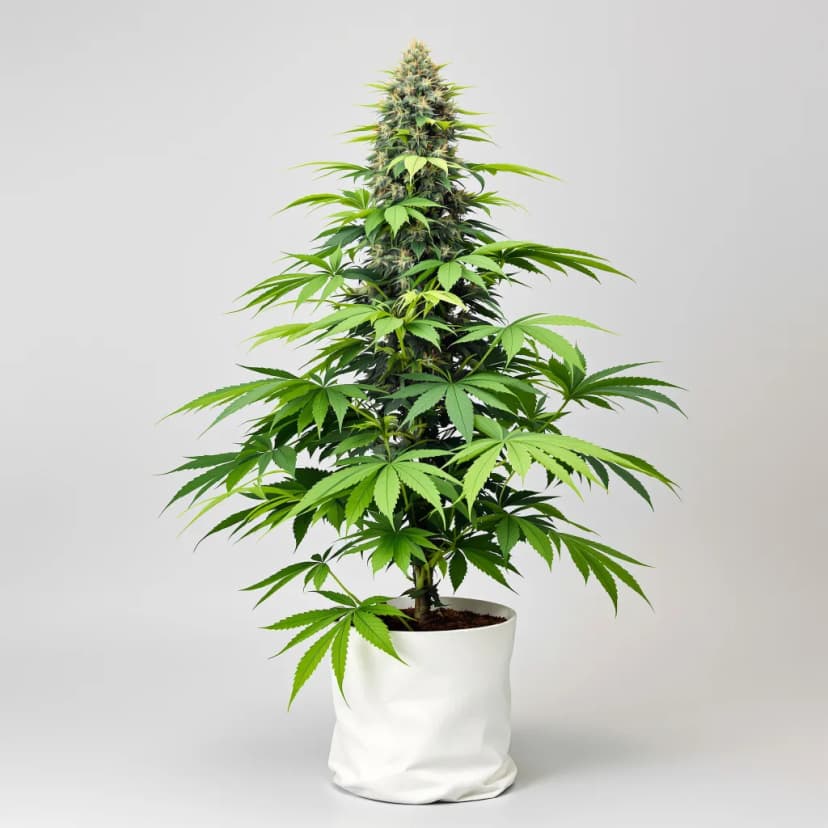 Dosi Punch feminized cannabis plant