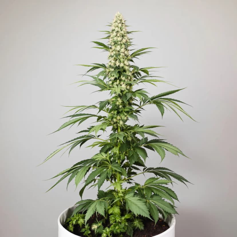 Dragon's Breath autoflower cannabis plant