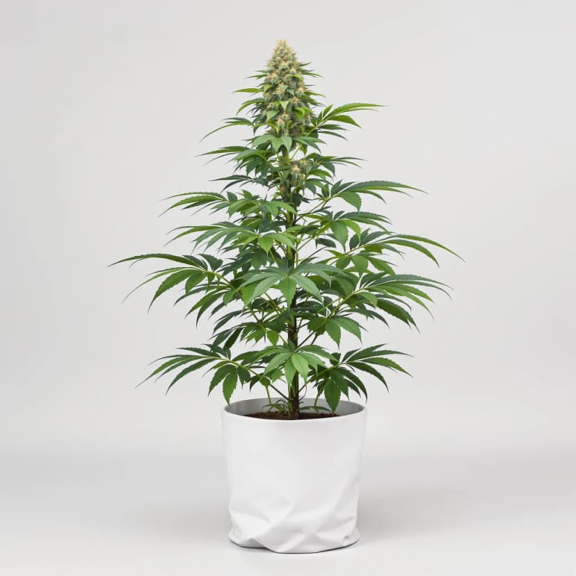 Dream Berry feminized cannabis plant