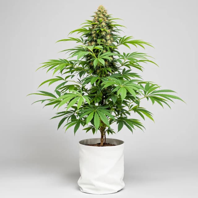 Dream Queen cannabis seeds packaging, Royal King Seeds USA