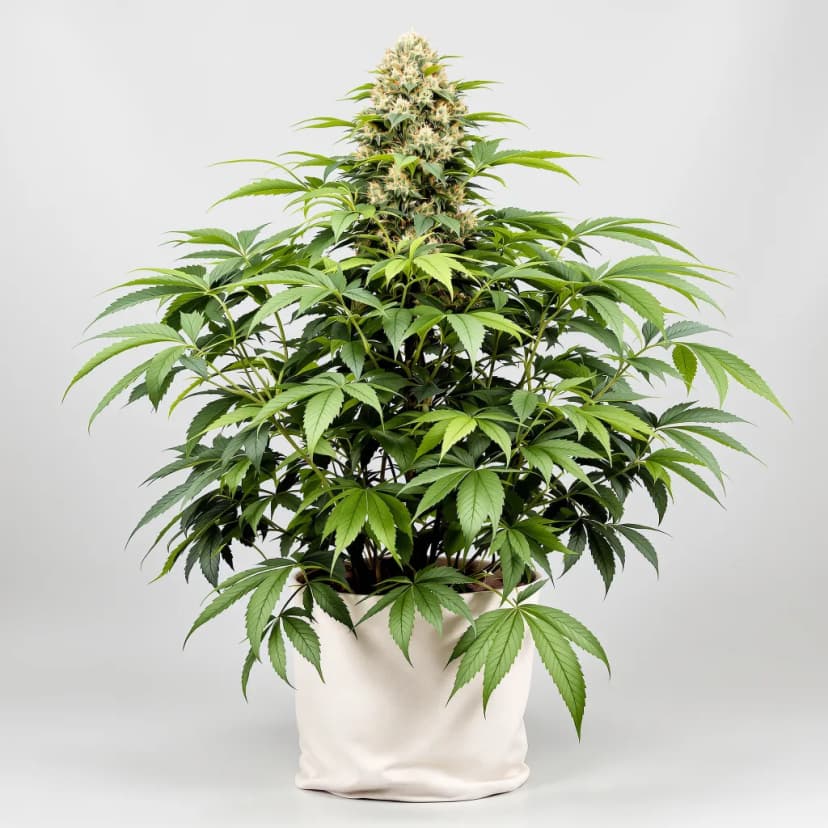 Dream Queen feminized cannabis plant