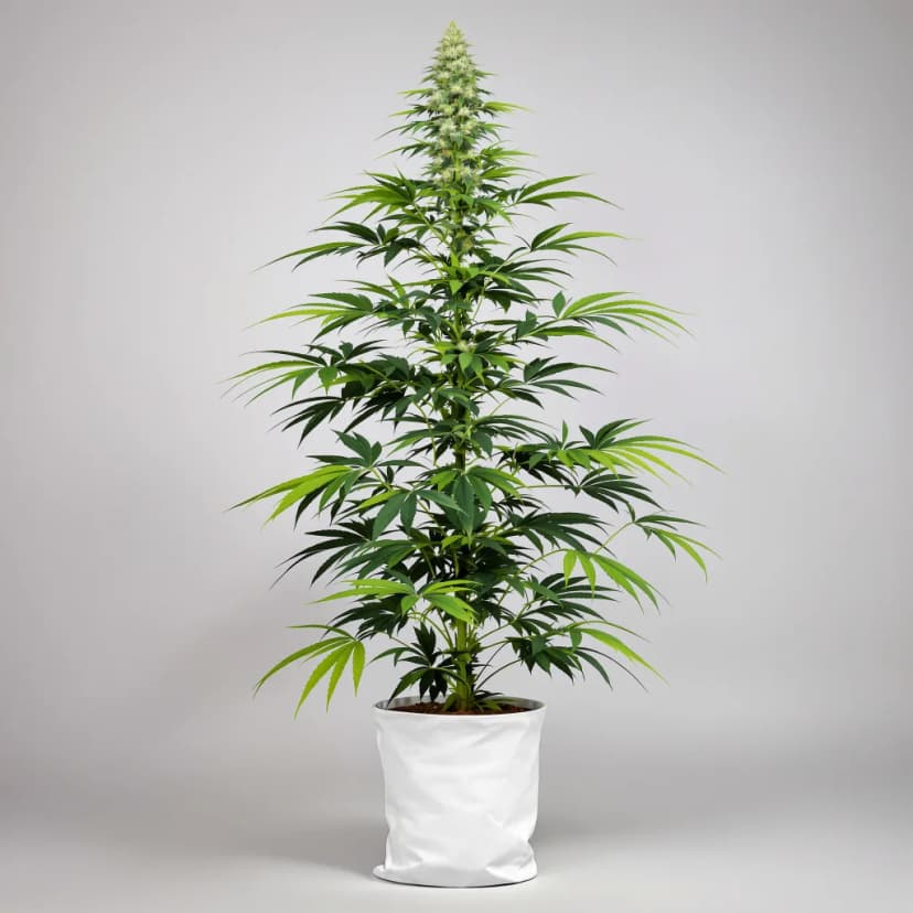 Durban Poison autoflower cannabis plant