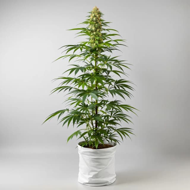 Durban Poison cannabis seeds packaging, Royal King Seeds USA