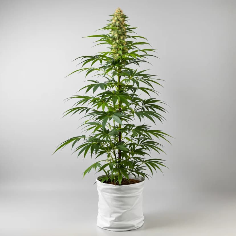 Durban Poison feminized cannabis plant