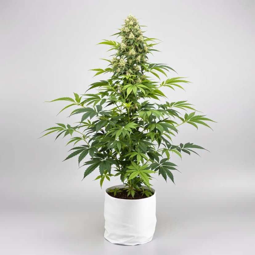 Durga Mata feminized cannabis plant
