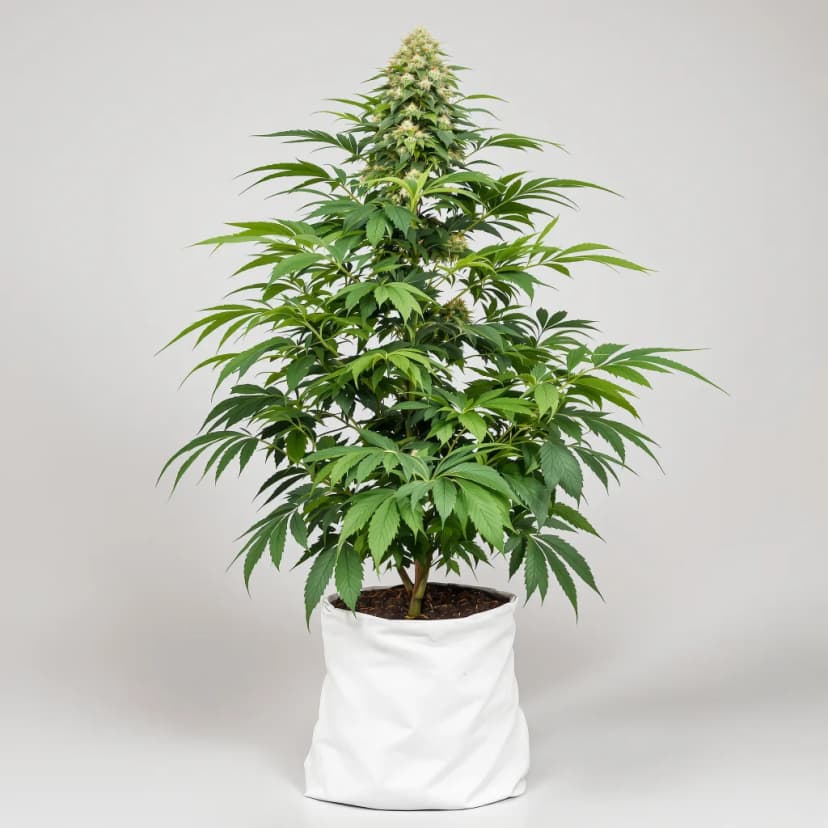 Dutch Kush autoflower cannabis plant