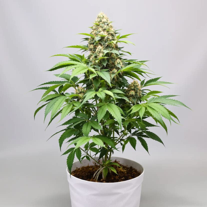 Dutch Kush feminized cannabis plant
