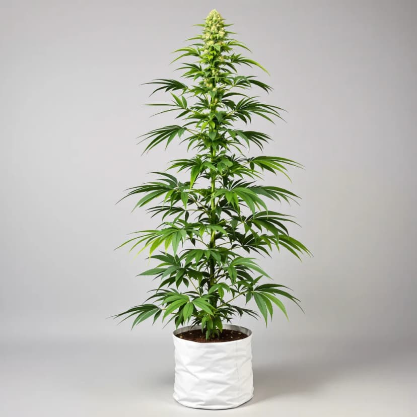 Dynamite Diesel feminized cannabis plant