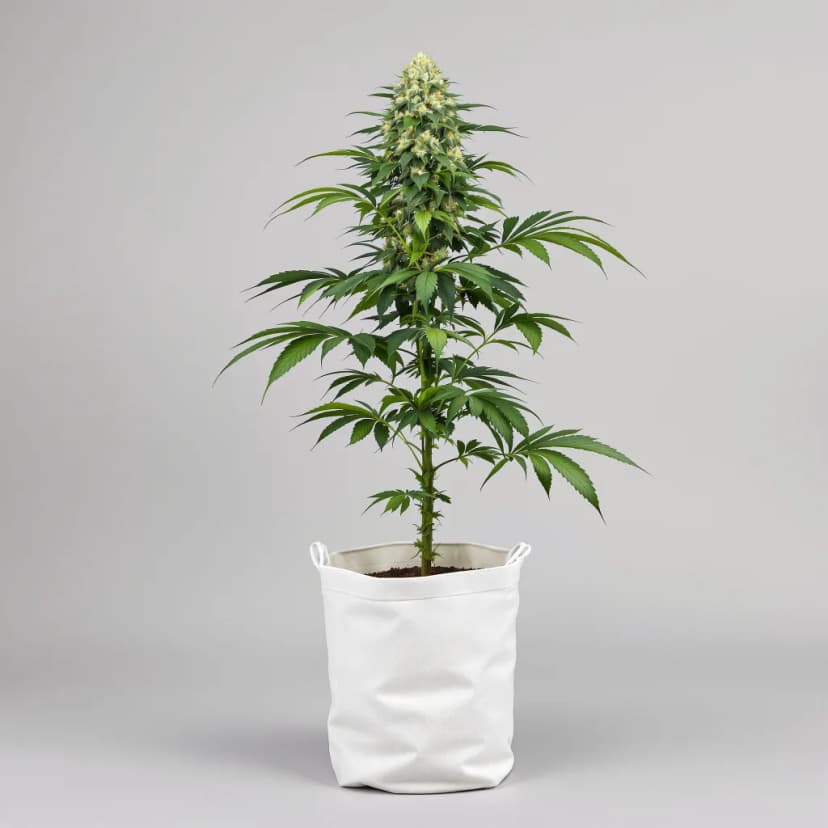Early Girl feminized cannabis plant