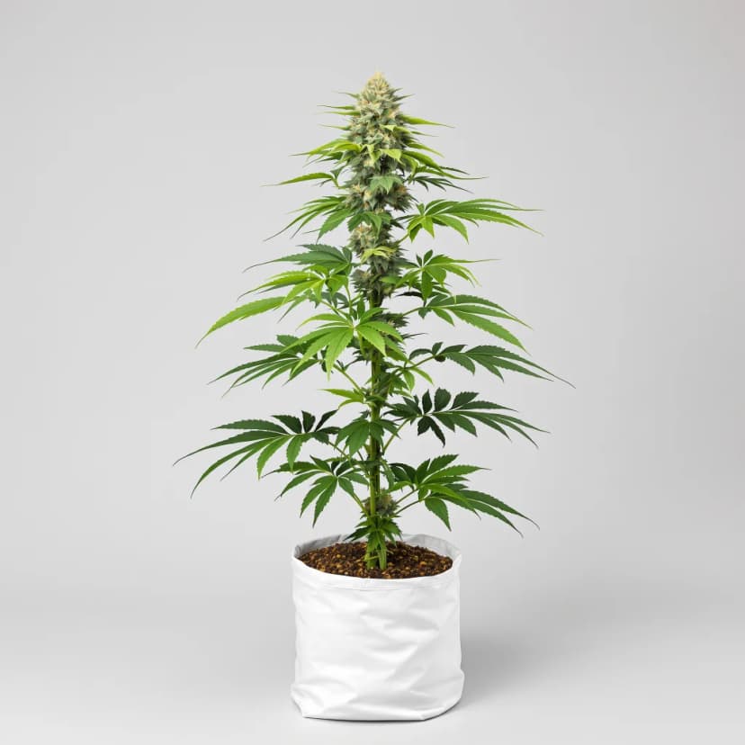 Early Miss feminized cannabis plant