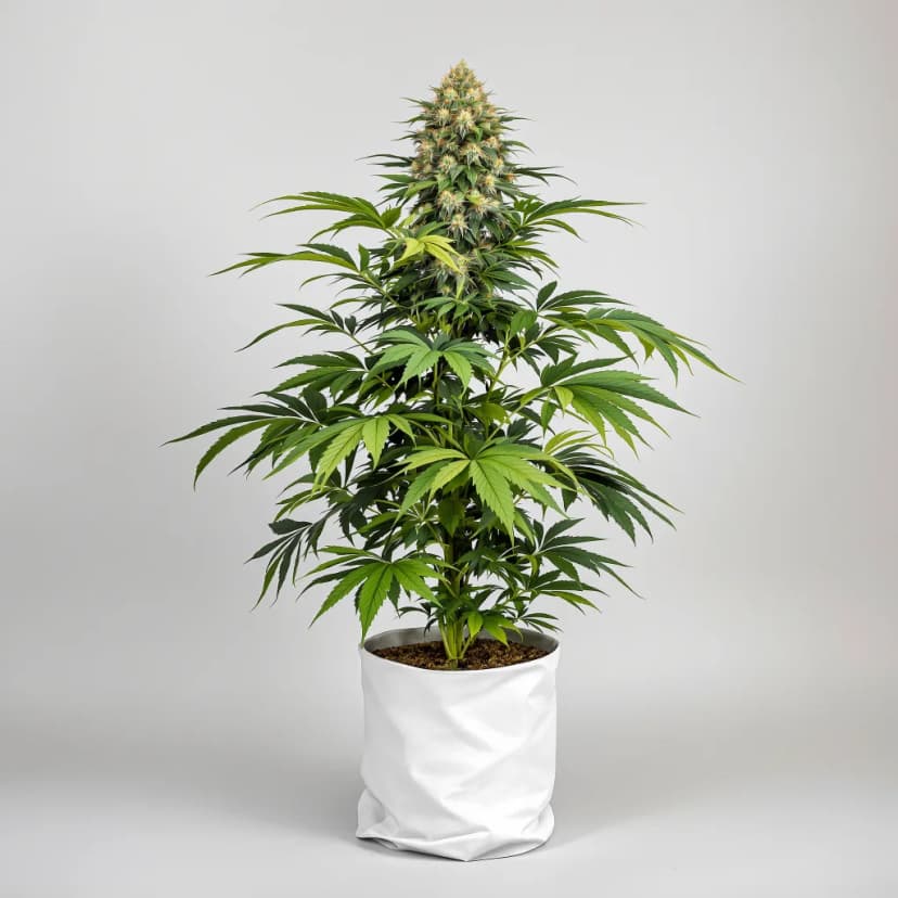 Early Skunk feminized cannabis plant