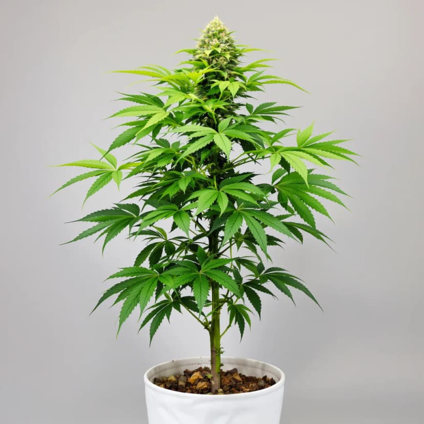 Ecto Cooler feminized cannabis plant