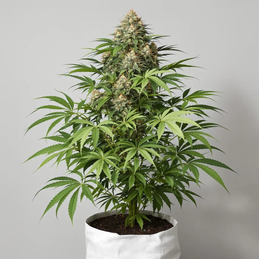 Edelweiss feminized cannabis plant