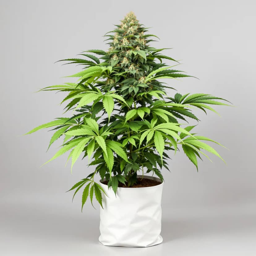 El Chapo OG autoflower cannabis plant