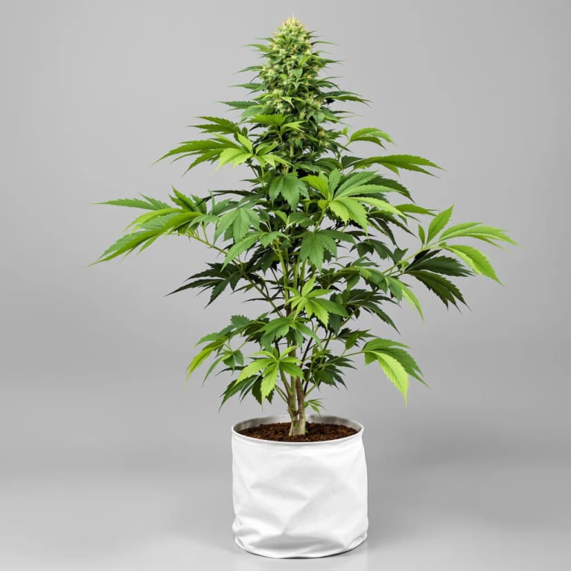 El Chapo OG feminized cannabis plant