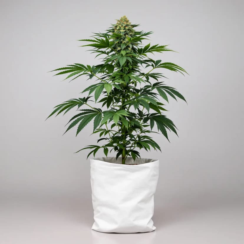 Electric Blue feminized cannabis plant
