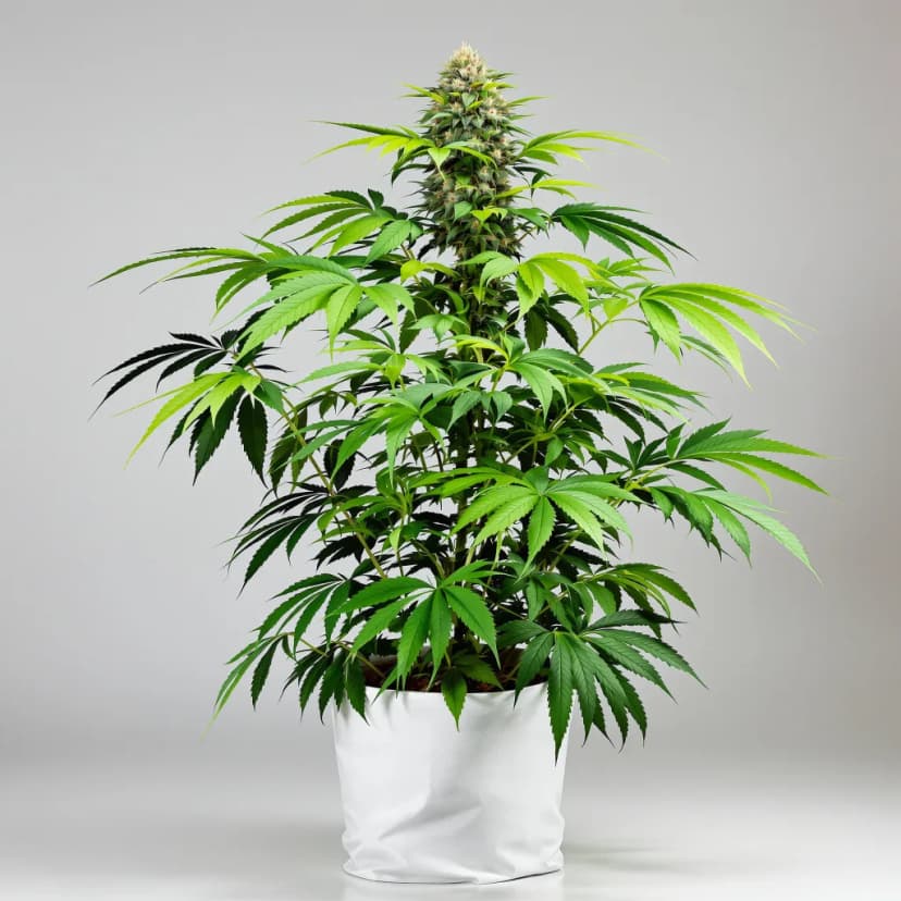 Endless Sky feminized cannabis plant