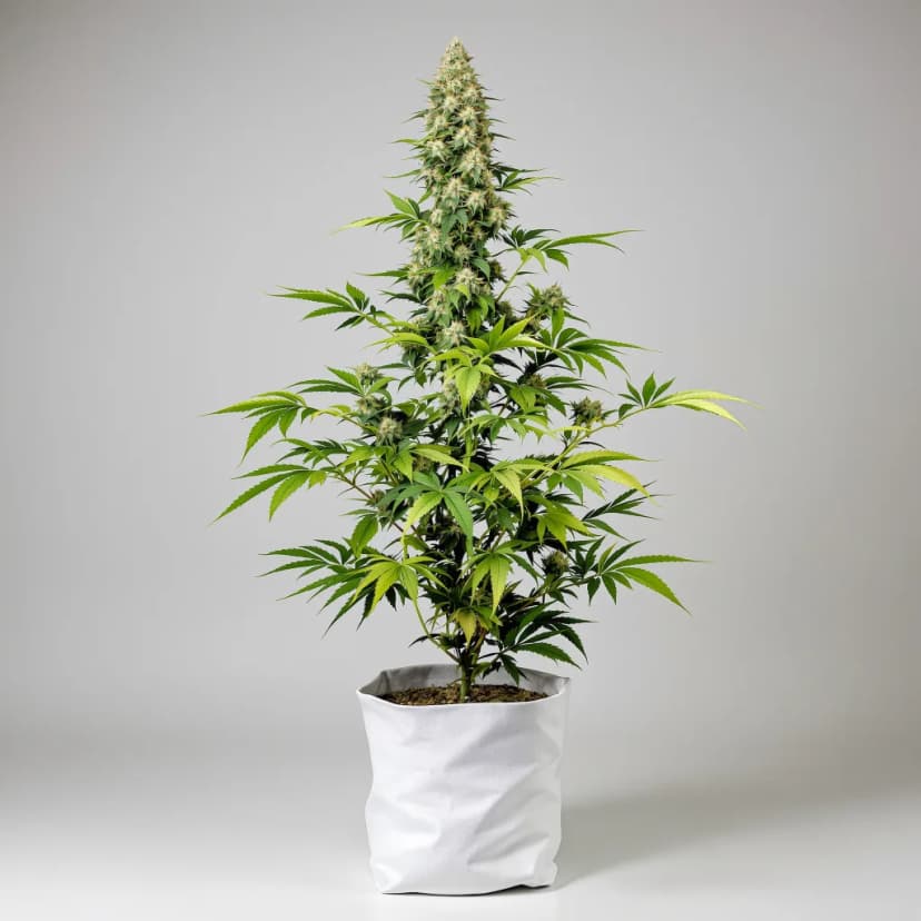 Envy feminized cannabis plant