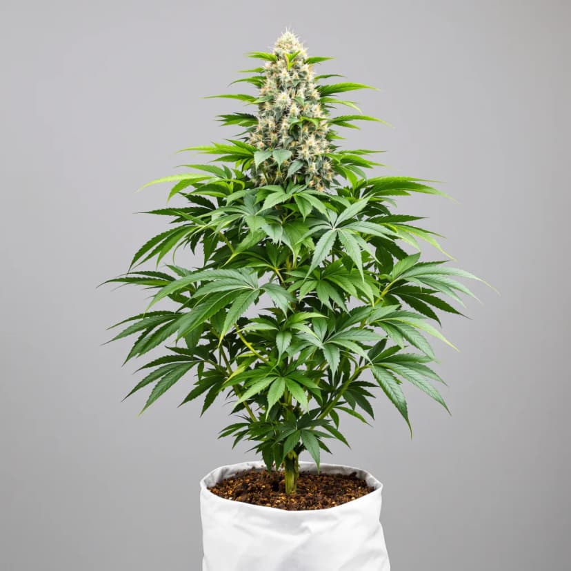 Eran Almog feminized cannabis plant
