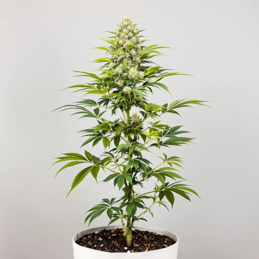 Euphoria Cookies feminized cannabis plant