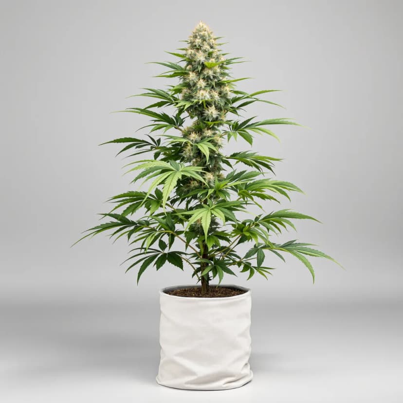 Ewok feminized cannabis plant