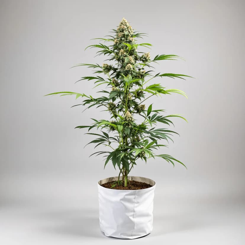 Exodus Cheese autoflower cannabis plant