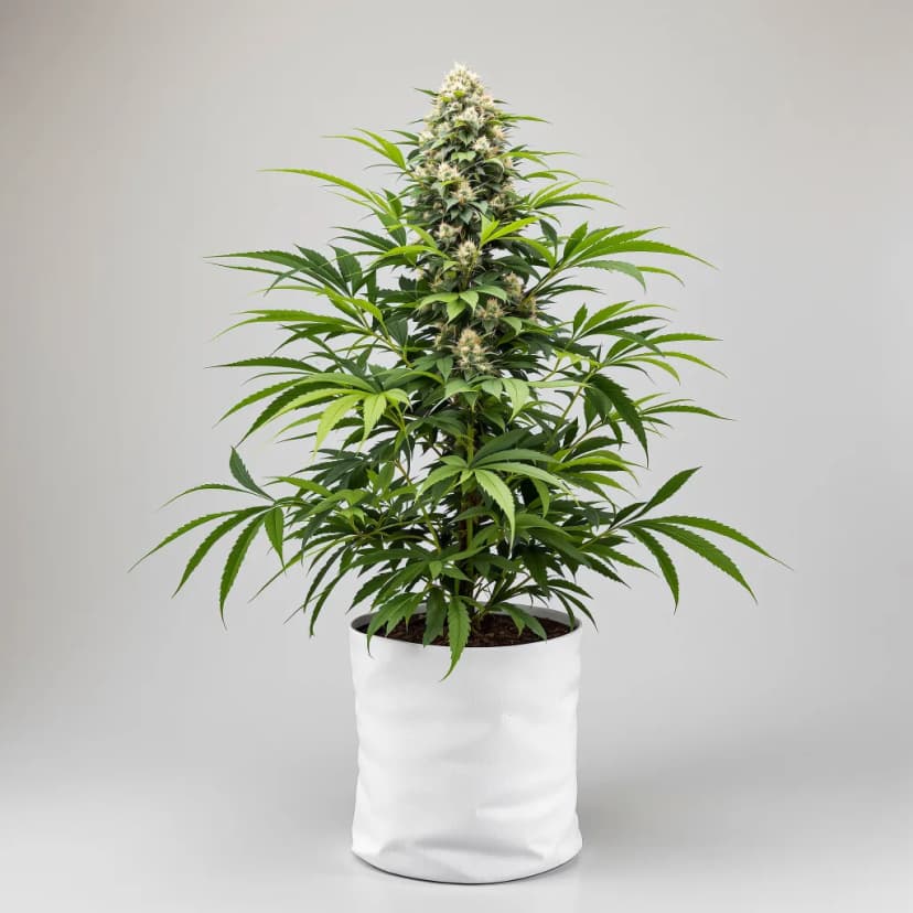 Face Off OG feminized cannabis plant