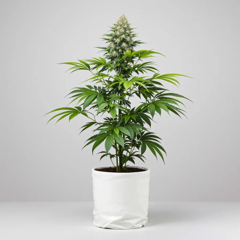 Fat Purple autoflower cannabis plant