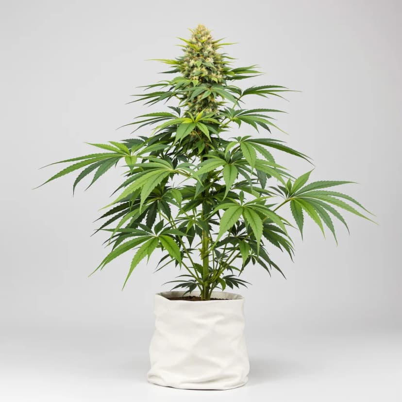 Fat Purple feminized cannabis plant