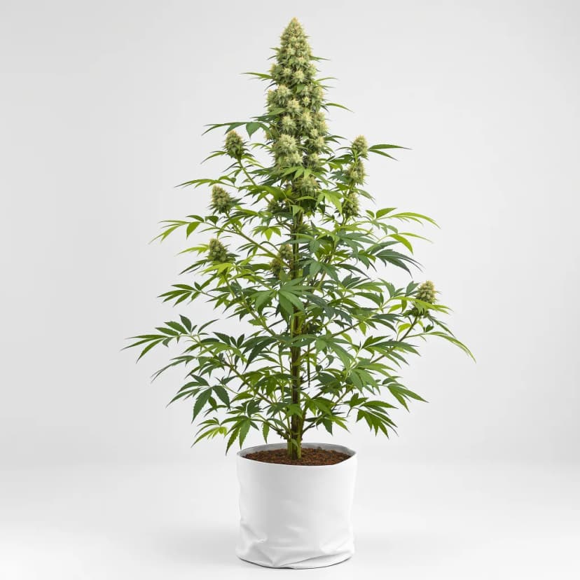 Faygo Red Pop feminized cannabis plant