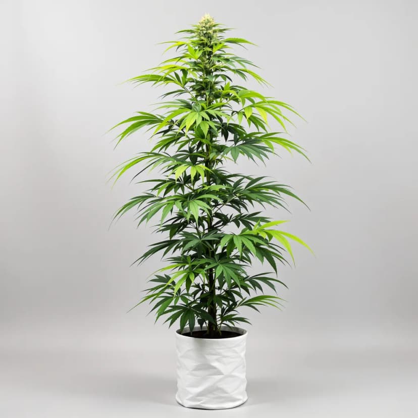 Flo feminized cannabis plant