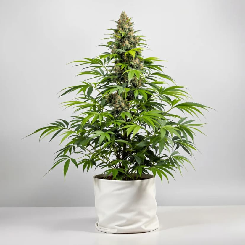 Flo OG feminized cannabis plant