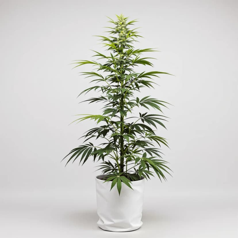 Flying Princess feminized cannabis plant
