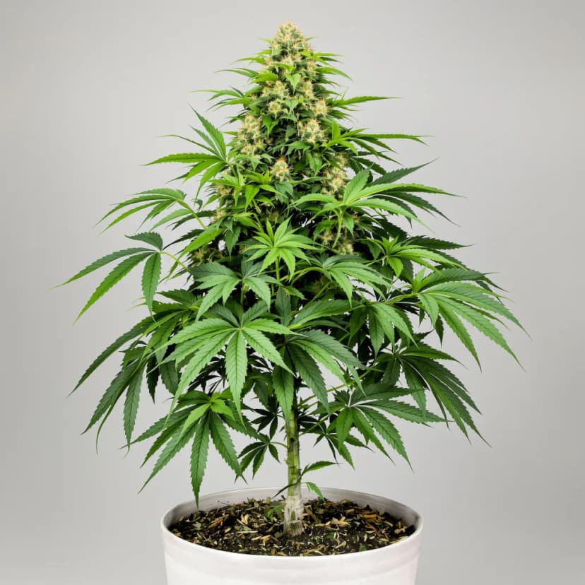 Forbidden Fruit feminized cannabis plant