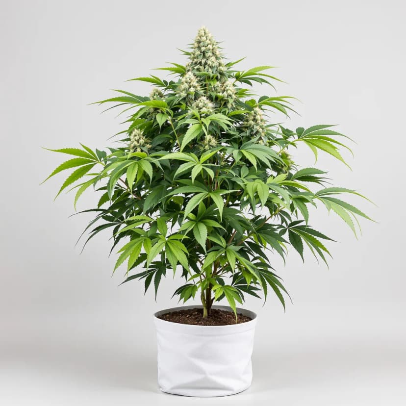Freezeland feminized cannabis plant